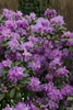 Rhododendron 'Praecox', frühblühend, lila, 30–40 cm Produktbild-Vorschau 4