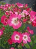 Strauchrose Mozart® - Rosa Mozart® - Parkrose Produktbild-Vorschau 1