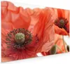 Küchenrückwand Spritzschutz Glas mit Motiv Mohnblüten 40 x Produktbild-Vorschau 1
