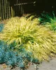 Japanisches Berggras Strip it Rich, im Topf - Hakonechloa Produktbild-Vorschau 2