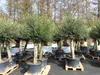 2x Olivenbaum Olive "60 Jahre" 200 - 240 cm, beste Produktbild-Vorschau 6