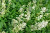 Stauden Gänge 100 x Ligustrum vulgare 'Atrovirens' - Produktbild-Vorschau 4