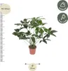 Baumfreund - Philodendron Green Wonder - pokojová rostlina Náhled obrázku produktu 2