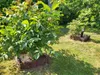 Beeteinfassung Weide - Steckzaun aus verflochtenen Produktbild-Vorschau 3