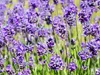 Stauden Gänge 30 x Lavandula angustifolia Mix in 3 Sorten - Produktbild-Vorschau 6