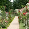 Relaxdays Arco di rose, metallo, arco da giardino, A x L x Anteprima dell’immagine prodotto 2