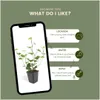 Plants by Frank | 48 Efeu Pflanzen | Hedera Hibernica | Produktbild-Vorschau 5