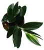 Scindapsus treubii "Dark Form" - schwarze Efeutute - 12cm Produktbild-Vorschau 3