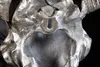 Eindrucksvoller Deko Schädel MATADOR Longhorn Skull massive Produktbild-Vorschau 8