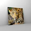 Bilder auf glas - Tiere gefährlich wilde katze - 70x70cm - Produktbild-Vorschau 4