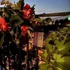 Solarleuchte Laterne LED Gartenleuchte mit Flammeneffekt Produktbild-Vorschau 3