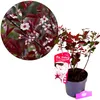 Prunus x cistena, Zierpflaume, 3-Liter-Topf Produktbild-Vorschau 1