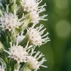 Bloomique - Zestaw 6 sztuk - Liatris spicata Alba - Podgląd zdjęcia produktu 4