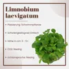 Aquarium Pflanze Limnobium laevigatum Tropica Nr.063 TC in Produktbild-Vorschau 2