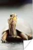 MuchoWow® Poster Nahaufnahme einer kleinen Schildkröte an Produktbild-Vorschau 1
