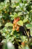 Ilex meserveae 'Heckenfee', ostrokrzew, zimozielony, 40-50 Podgląd zdjęcia produktu 7