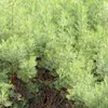6 piante di Eberraute (Artemisia abrotanum) | Vaso da 9x9 Anteprima dell’immagine prodotto 1