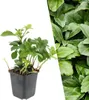 Plants by Frank | 24 Ysander Pflanzen | Pachysandra Produktbild-Vorschau 1