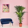 Trendyplants - Kentia Palm - Howea Forsteriana - pokojová Náhled obrázku produktu 2