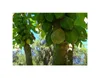 10x Carica pubescens Bergpapaya Baum Garten Pflanzen - Produktbild-Vorschau 2