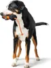 HUNTER Trainer Snackdummy mit Seil Produktbild-Vorschau 2