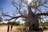 Baobab australien (Adansonia gregorii)  - 5 graines Voir les images du produit 3