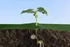 AGROTEXTILE Groen 1.6 m 100 g/m² met UV Bescherming, 20 m Productafbeelding-voorbeeld 3