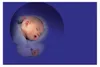 Disney Winnie The Pooh Orso della Buonanotte II Anteprima dell’immagine prodotto 12