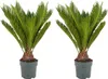 Two potted Cycas Revoluta plants against a white background. Produktbild-Vorschau