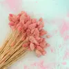 Phalaris Getrocknete - Kanariengras - Hell-Pink Produktbild-Vorschau 5