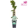 A potted climbing plant with a wooden support structure, presented against a white background. Produktbild-Vorschau