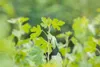 Ribes aureum, Gold-Johannisbeere, 60–100 cm Produktbild-Vorschau 3