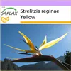 SAFLAX - Žltá Strelitzia - Mandelovo zlato - Strelitzia Náhľad obrázku produktu 8