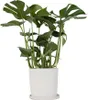 Plante à trous - Monstera deliciosa - Hauteur 70-80cm - Voir les images du produit 7