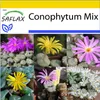 SAFLAX Kultivačný set - Kvitnúce kamene / Conophytum Mix - Náhľad obrázku produktu 10