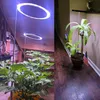 A split image showing two different indoor plant setups under LED grow lights. The left side shows a plant with multiple ring lights above it, and the right side shows a potted plant with a single bar light above it. Anteprima dell’immagine prodotto