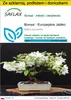 SAFLAX - Zestaw do uprawy - Bonsai - Europejskie Jabłko - Podgląd zdjęcia produktu 1