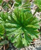Darmera peltata, Schildblatt, ca. 11x11 cm Topf, dekorative Produktbild-Vorschau 1