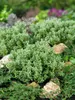 Hebe 'Cobb Valley', Strauchveronika, kompakt, 10–15 cm Produktbild-Vorschau 3