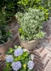 Potted plants on a brick patio. Náhľad obrázku produktu