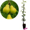 A pear tree sapling in a pot next to a close-up of pears on a branch. Produktbild-Vorschau