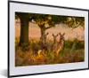 MuchoWow® MuchoWow® Gerahmtes Poster Waldtiere - Hirsche - Produktbild-Vorschau 1