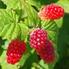 Close-up of ripe red raspberries on a green leafy plant. Produktbild-Vorschau