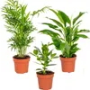 Bloomique - Mix 3 - Rośliny do sypialni - Spathiphyllum, Podgląd zdjęcia produktu 1