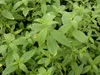 Stevia rebaudiana, Süßkraut, ca. 11x11 cm Topf Produktbild-Vorschau 8