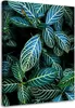 Leinwandbild blätter einer tropischen pflanze 60x90 cm Produktbild-Vorschau 1