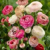 A close-up view of multiple ranunculus flowers in various shades of pink, cream, and white, with green foliage in the background. Podgląd zdjęcia produktu