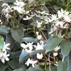 Clematis Armandii (zimozielony i odporny) - Wieloletnie Podgląd zdjęcia produktu 2