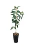 A potted plant with green leaves and a brown stem in a black pot. Náhled obrázku produktu