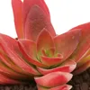 Crassula capitella "Campfire" - plante grasse brûlante - Voir les images du produit 5